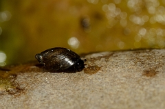 David Plant Photography - Wildlife Photography - Oxyloma pfeifferi - A