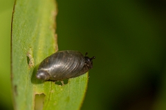 David Plant Photography - Wildlife Photography - Oxyloma pfeifferi - B