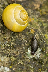 David Plant Photography - Wildlife Photography - Oxyloma pfeifferi - C