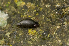 David Plant Photography - Wildlife Photography - Oxyloma pfeifferi - D