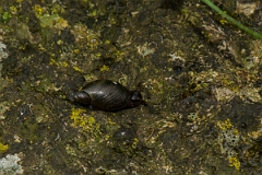 David Plant Photography - Wildlife Photography - Oxyloma pfeifferi - E