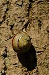David Plant Photography - Wildlife Photography - White-lipped snail - A