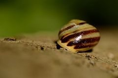 David Plant Photography - Wildlife Photography - White-lipped snail - B