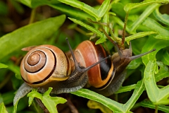 David Plant Photography - Wildlife Photography - White-lipped snail, Cepaea hortensis - C