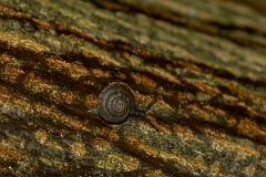 David Plant Photography - Wildlife Photography - Wrinkled Snail, Candidula intersecta - A
