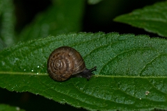 David Plant Photography - Wildlife Photography - Wrinkled Snail, Candidula intersecta - B