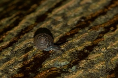 David Plant Photography - Wildlife Photography - Wrinkled Snail, Candidula intersecta - C