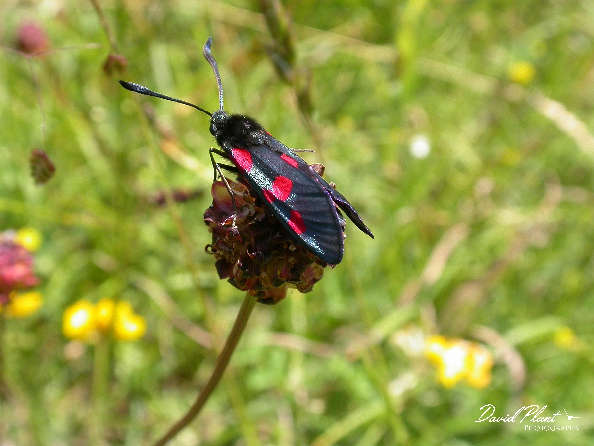 David Plant Photography - Wildlife Photographer - Five-spot burnet - A.jpg - Five-spot burnet, Zygaena trifolii