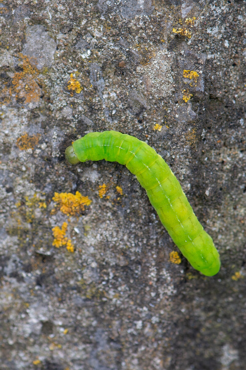 David Plant Photography - Wildlife Photography - Angle shades, Phlogophora meticulosa - C.jpg - Angle shades, Phlogophora meticulosa, caterpillar - Avon