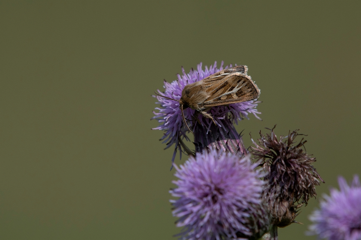 David Plant Photography - Wildlife Photography - Antler moth, Cerapteryx graminis - C.JPG - Antler moth, Cerapteryx graminis - Inverness-shire