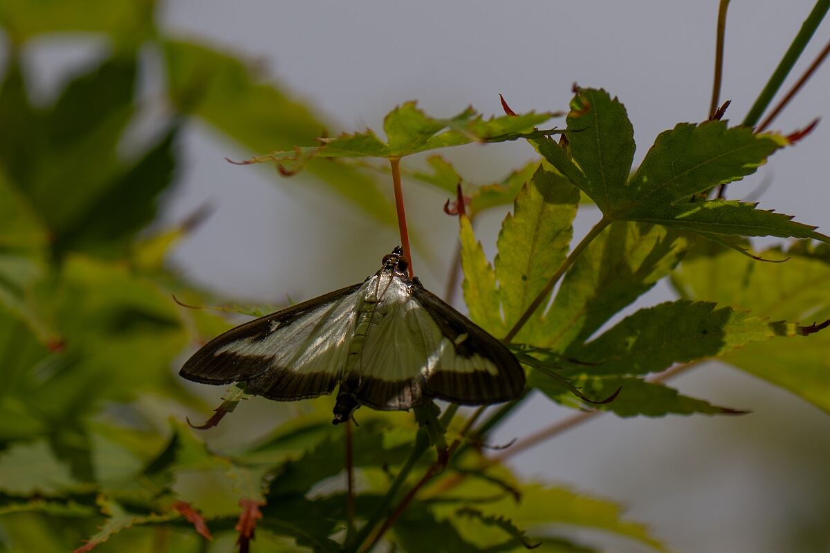 David Plant Photography - Wildlife Photography - Box tree moth - A.jpg - Box tree moth, Cydalima perspectalis  - Cotswolds