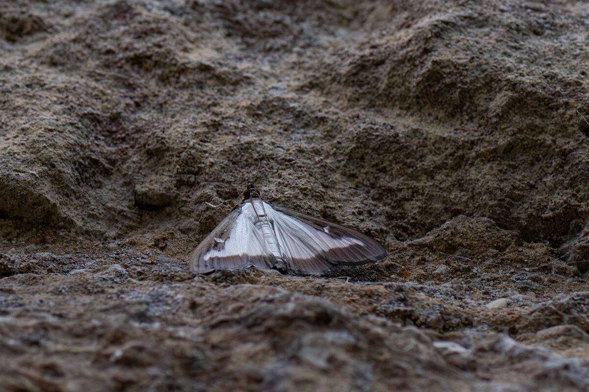 David Plant Photography - Wildlife Photography - Box tree moth - B.jpg - Box tree moth, Cydalima perspectalis  - Cotswolds