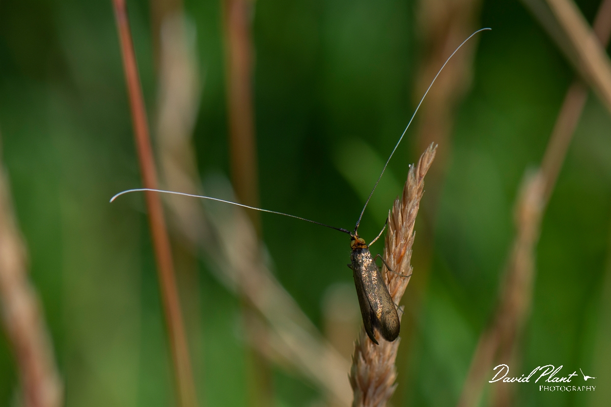 David Plant Photography - Wildlife Photography - Brassy longhorn, Nemophora metallica - A.JPG - Brassy longhorn, Nemophora metallica - Norfolk