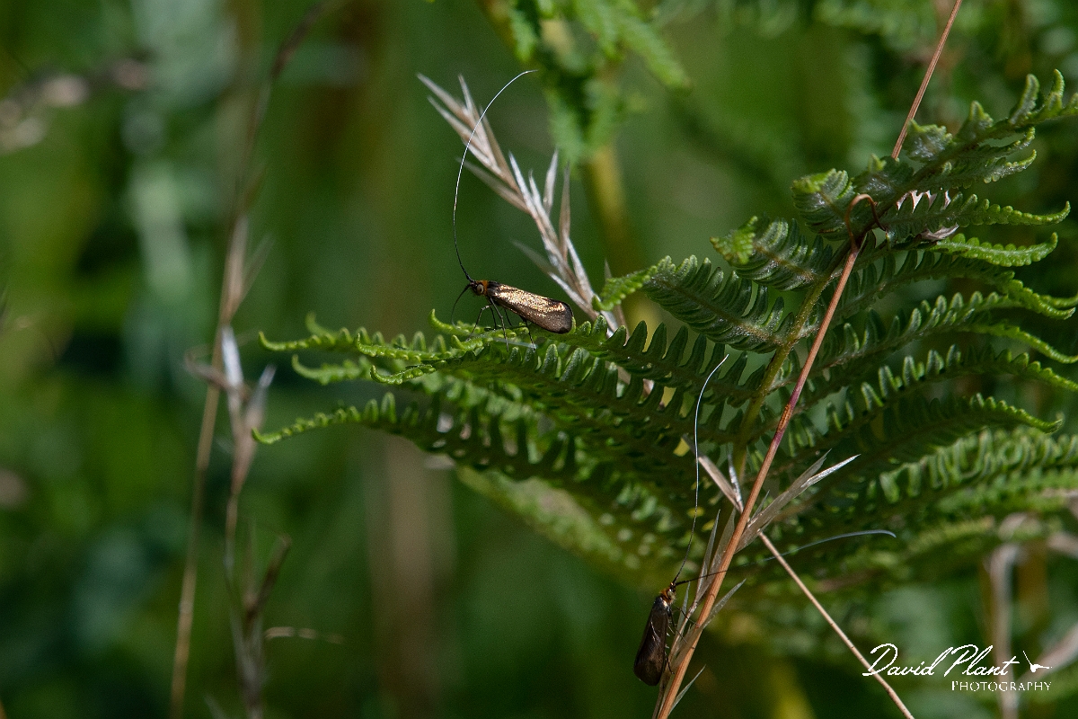 David Plant Photography - Wildlife Photography - Brassy longhorn, Nemophora metallica - C.JPG - Brassy longhorn, Nemophora metallica - Norfolk