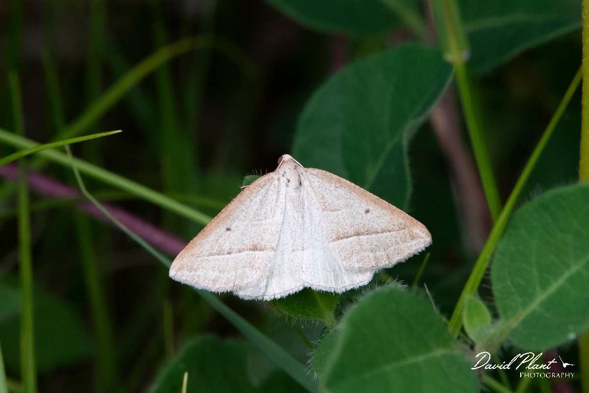 David Plant Photography - Wildlife Photography - Brown Silver-line, Petrophora chlorosata - A.jpg - Brown silver-line, Petrophora chlorosata - Dorset