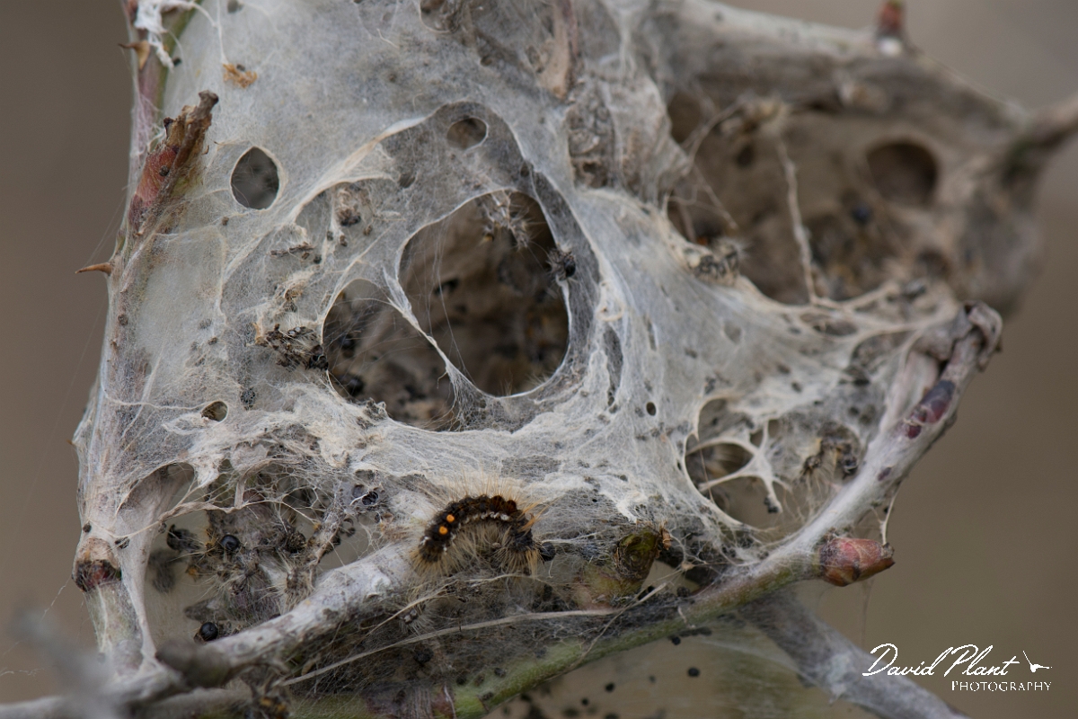 David Plant Photography - Wildlife Photography - Brown-tail - A.jpg - Brown-tail, Euproctis chrysorrhoea, caterpillar web - Kent