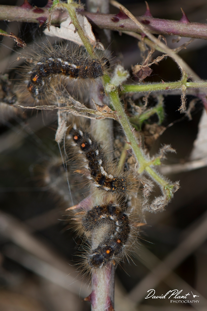 David Plant Photography - Wildlife Photography - Brown-tail - B.jpg - Brown-tail, Euproctis chrysorrhoea, caterpillar - Kent