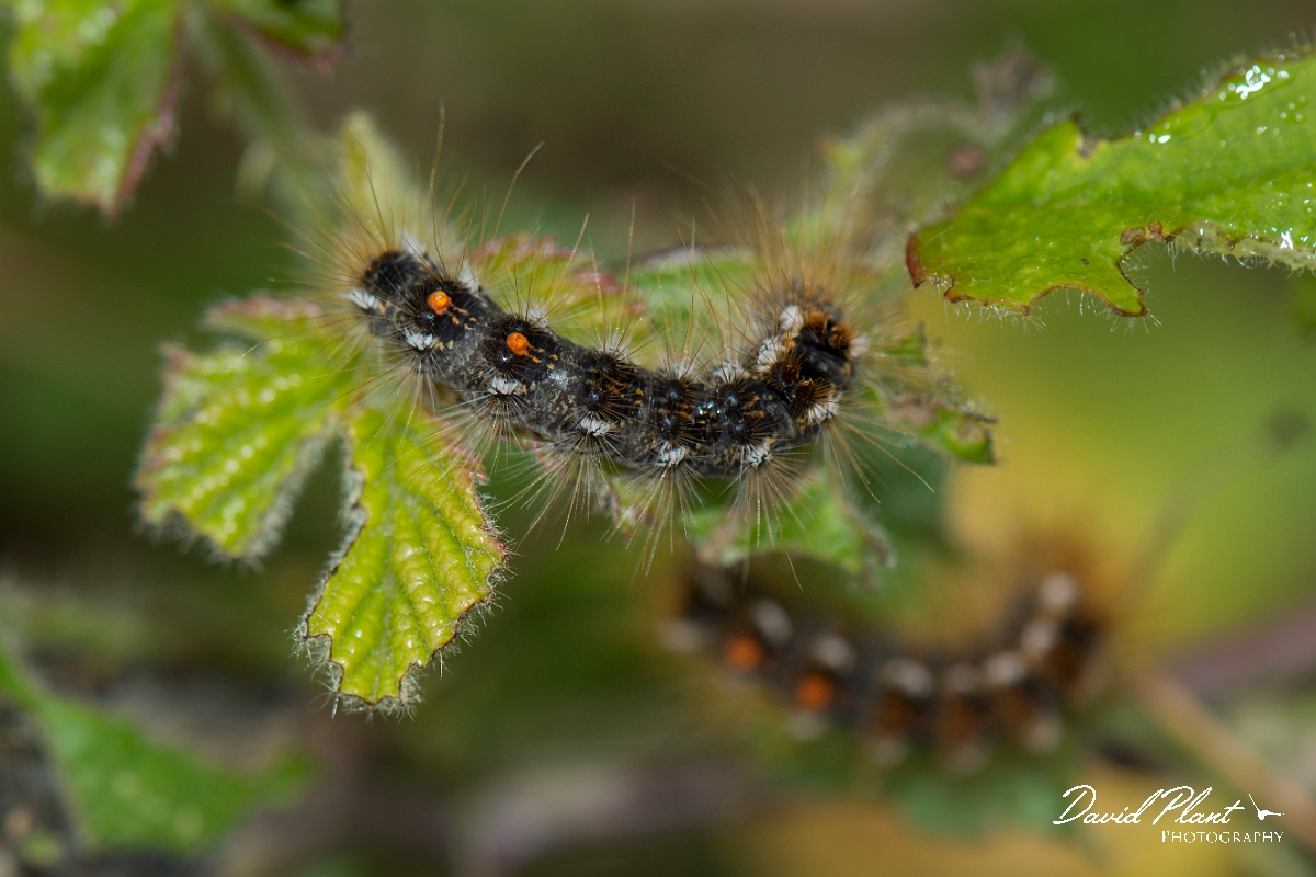 David Plant Photography - Wildlife Photography - Brown-tail - C.jpg - Brown-tail, Euproctis chrysorrhoea, caterpillar - Kent