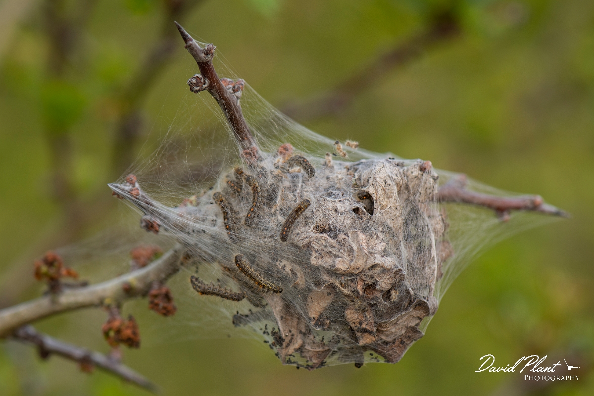 David Plant Photography - Wildlife Photography - Brown-tail - E.JPG - Brown-tail, Euproctis chrysorrhoea, caterpillar web - Cambridgeshire