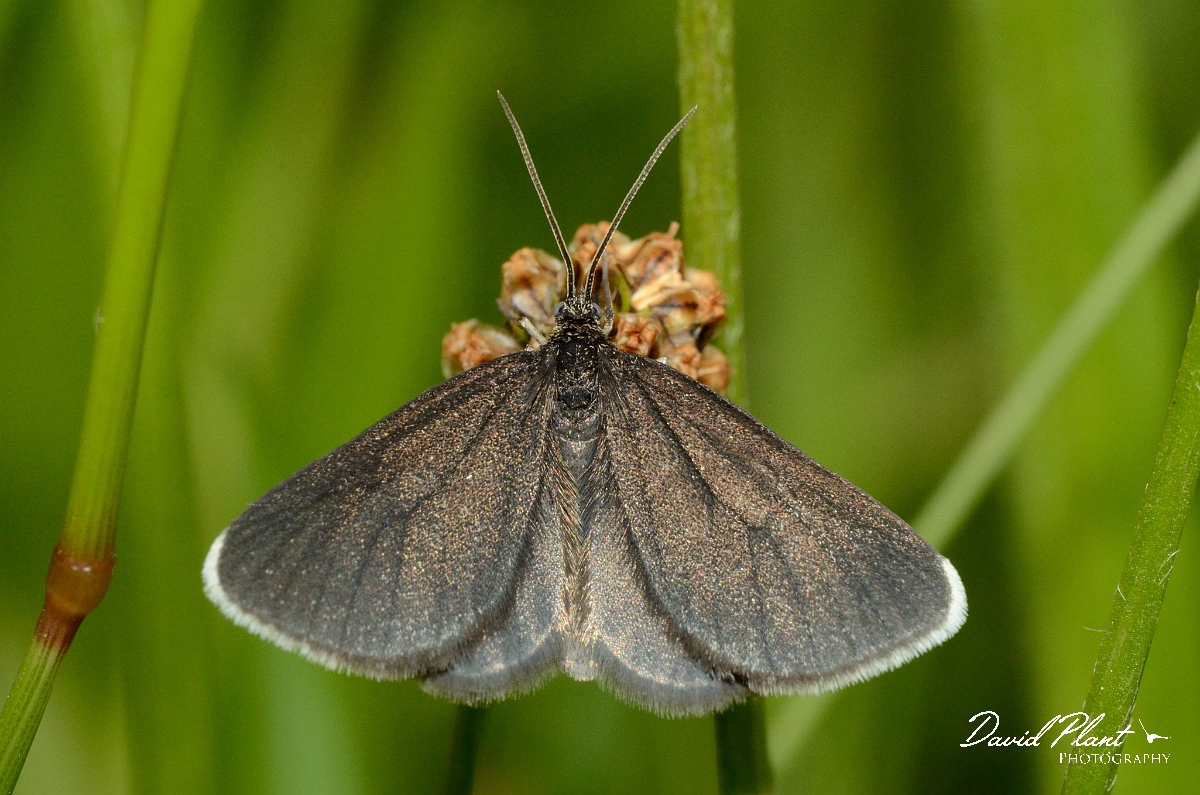 David Plant Photography - Wildlife Photography - Chimney sweeper moth - A.jpg - Chimney sweep moth, Odezia atrata - Falkirk