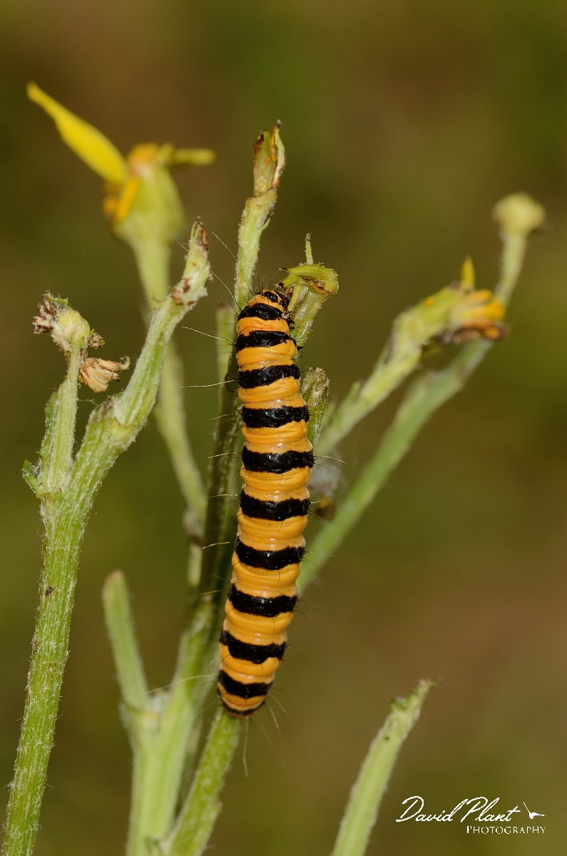 David Plant Photography - Wildlife Photography - Cinnabar - A.jpg - Cinnabar moth, Tyria jacobaeae, caterpillar - Hertfordshire