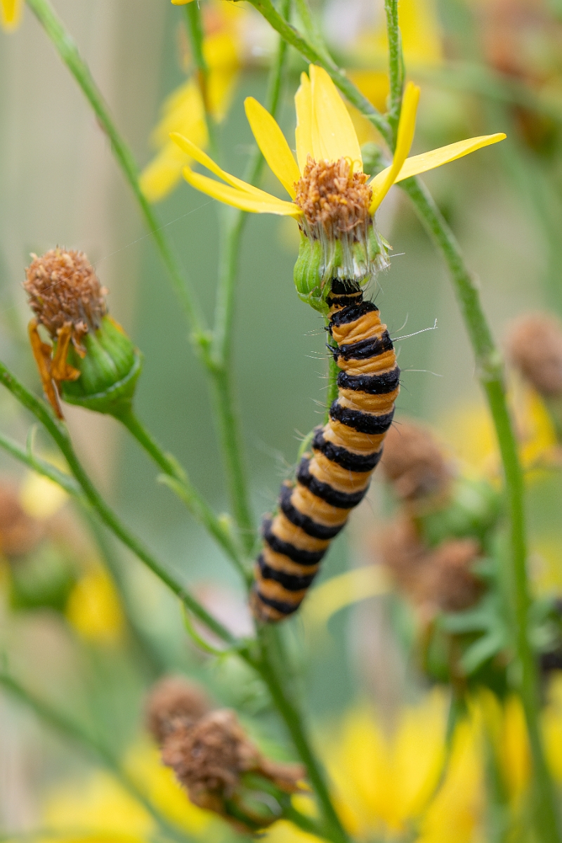 David Plant Photography - Wildlife Photography - Cinnabar - C.jpg - Cinnabar moth, Tyria jacobaeae, caterpillar - Norfolk