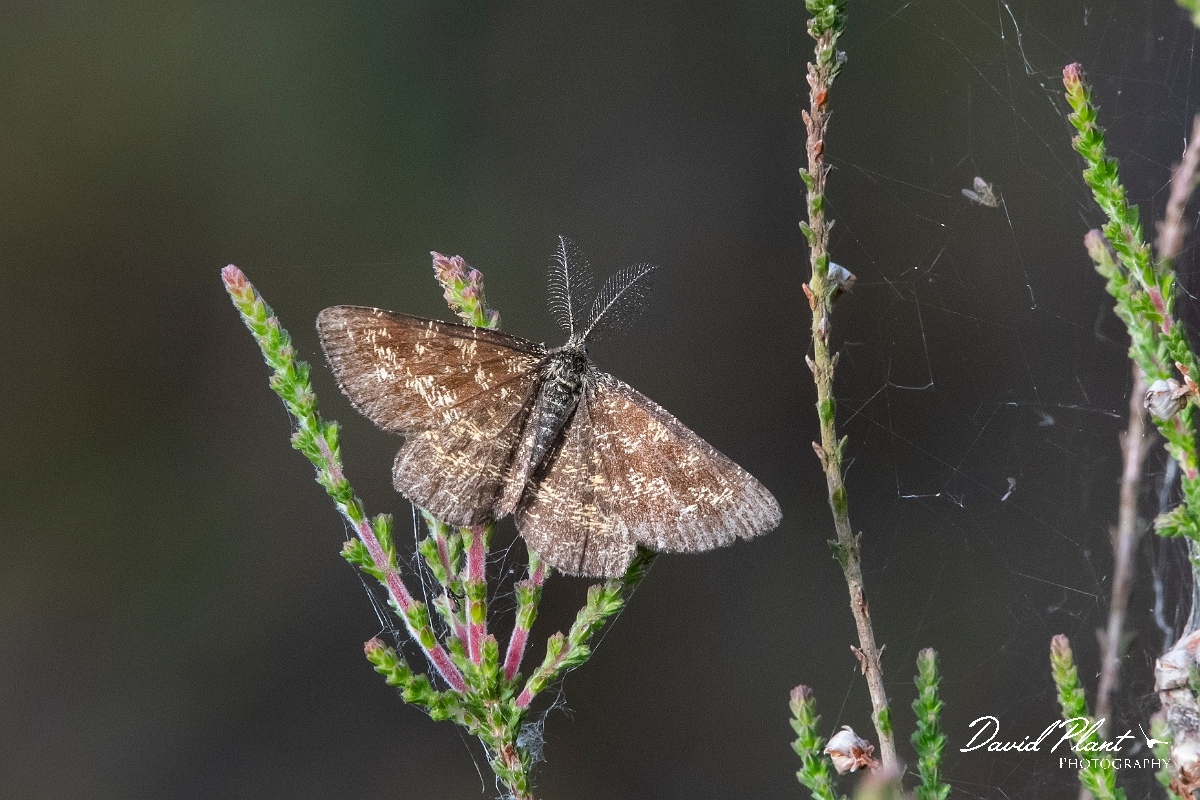 David Plant Photography - Wildlife Photography - Common heath, Ematurga atomaria - B.jpg - Common heath, Ematurga atomaria, male - Surrey