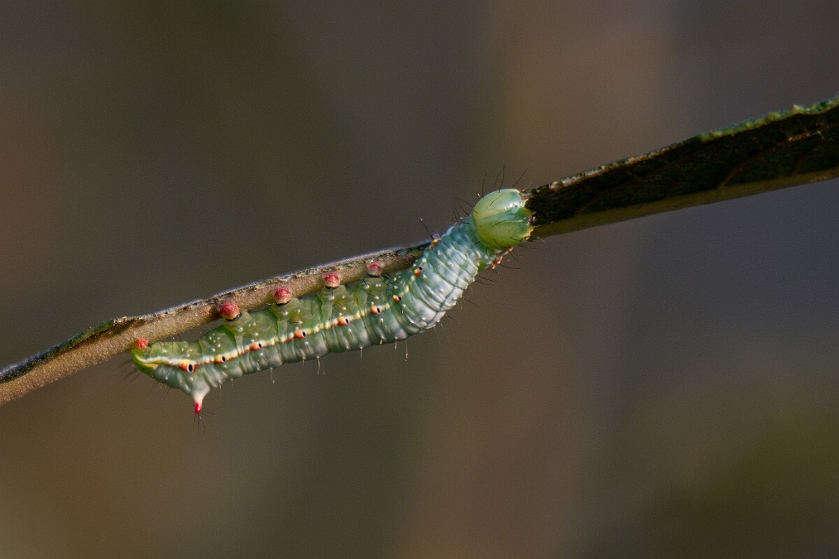 David Plant Photography - Wildlife Photography - Coxcomb prominent, Ptilodon capucina - B.jpg - Coxcomb prominent, Ptilodon capucina, caterpiller - Norfolk