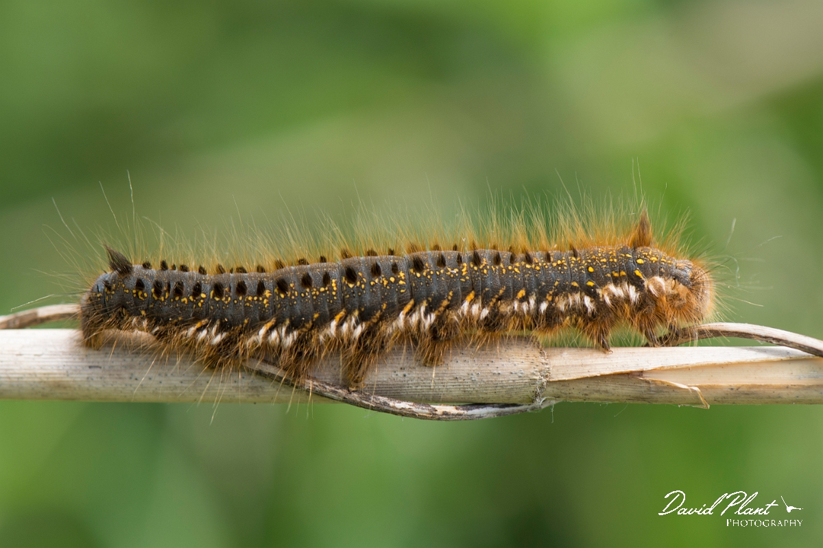 David Plant Photography - Wildlife Photography - Drinker - B.jpg - Drinker caterpillar, Euthrix potatoria - Norfolk