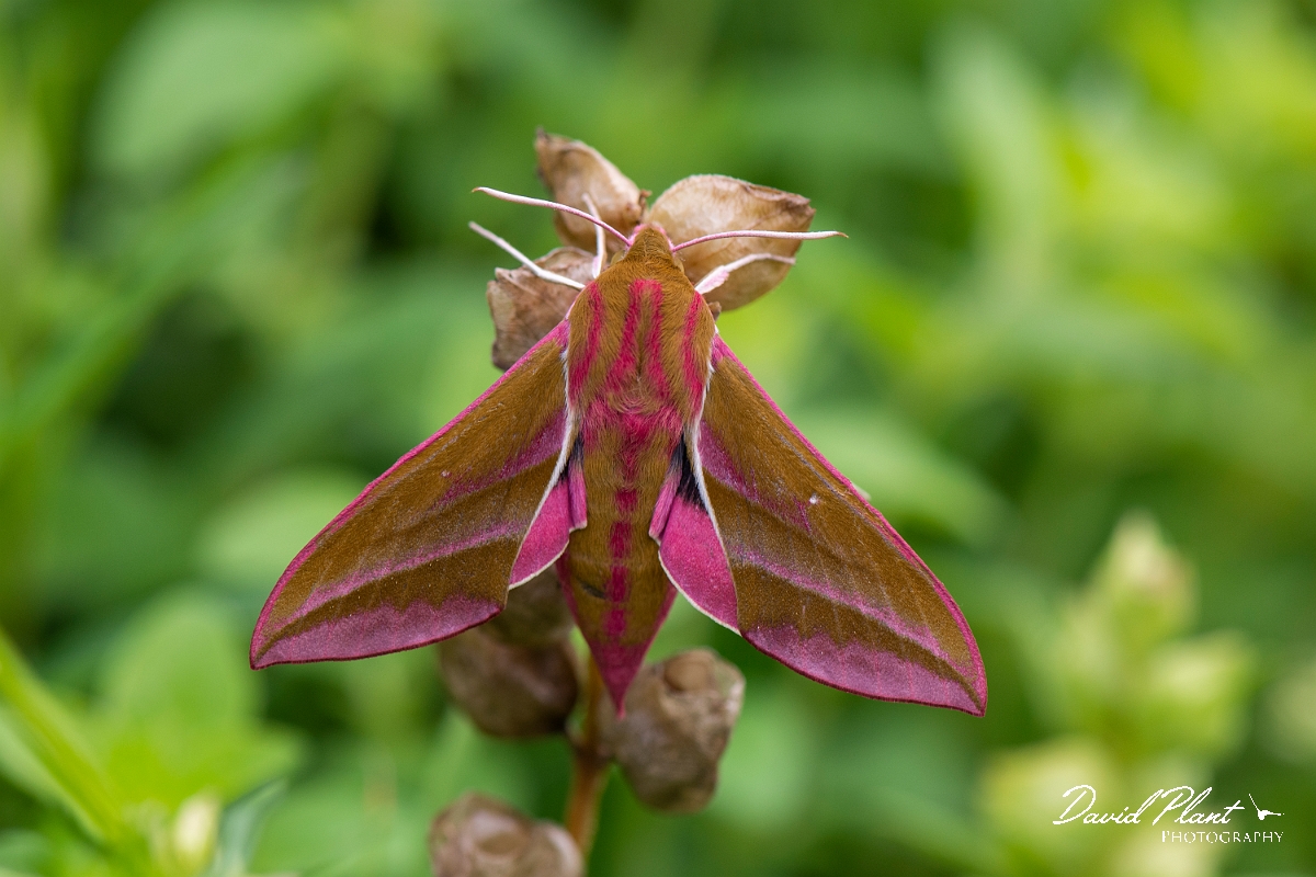 David Plant Photography - Wildlife Photography - Elephant hawkmoth - A.JPG - Elephant hawkmoth, Deilephila elpenor - Cotswolds