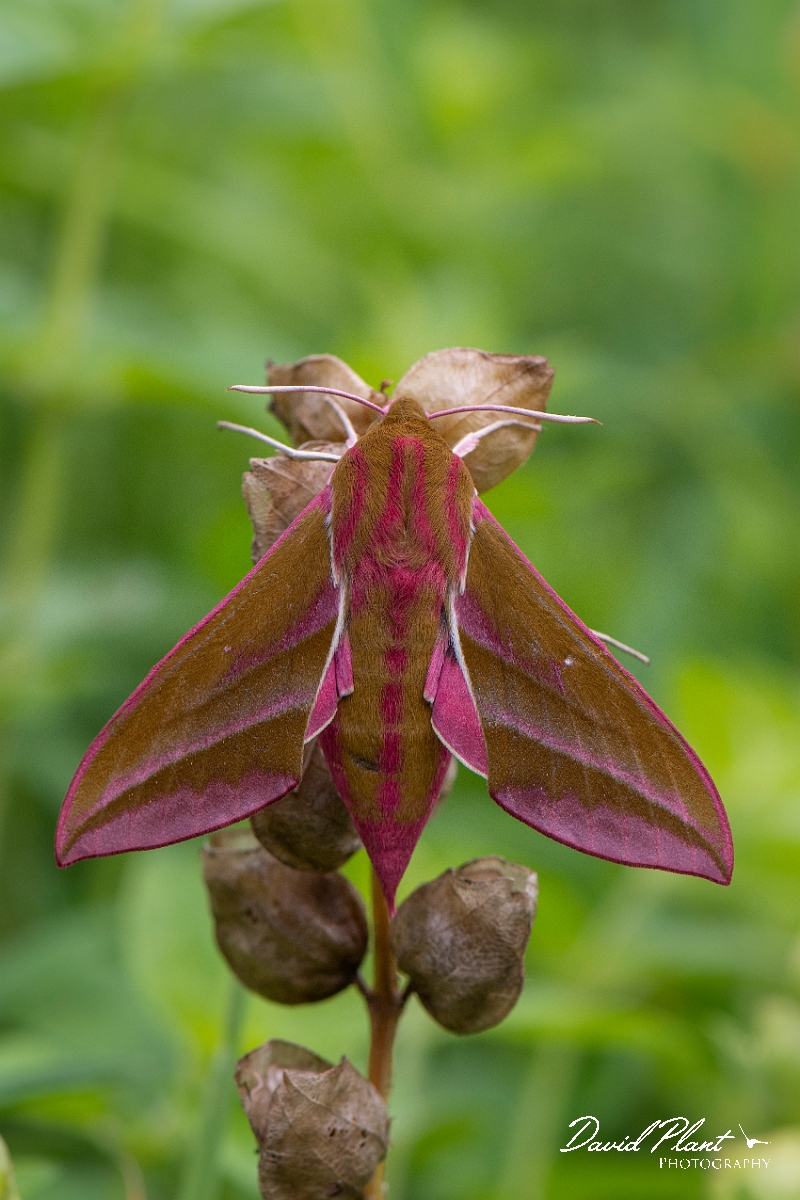 David Plant Photography - Wildlife Photography - Elephant hawkmoth - B.JPG - Elephant hawkmoth, Deilephila elpenor - Cotswolds