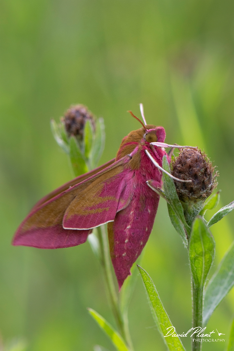 David Plant Photography - Wildlife Photography - Elephant hawkmoth - C.JPG - Elephant hawkmoth, Deilephila elpenor - Cotswolds