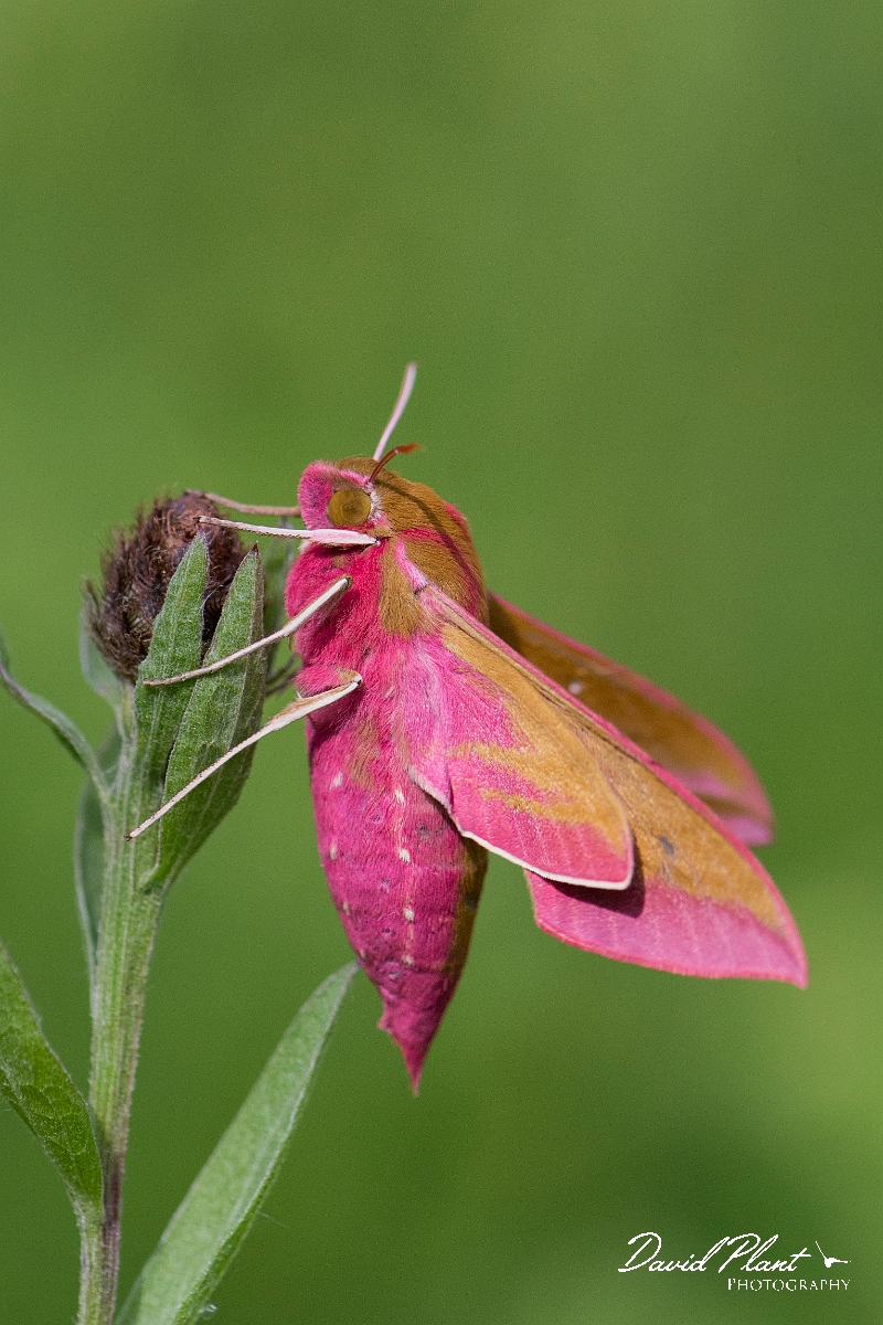 David Plant Photography - Wildlife Photography - Elephant hawkmoth - D.JPG - Elephant hawkmoth, Deilephila elpenor - Cotswolds