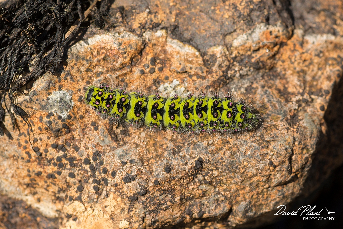 David Plant Photography - Wildlife Photography - Emperor moth - C.jpg - Emperor moth, Saturnia pavonia, caterpillar - Ayrshire