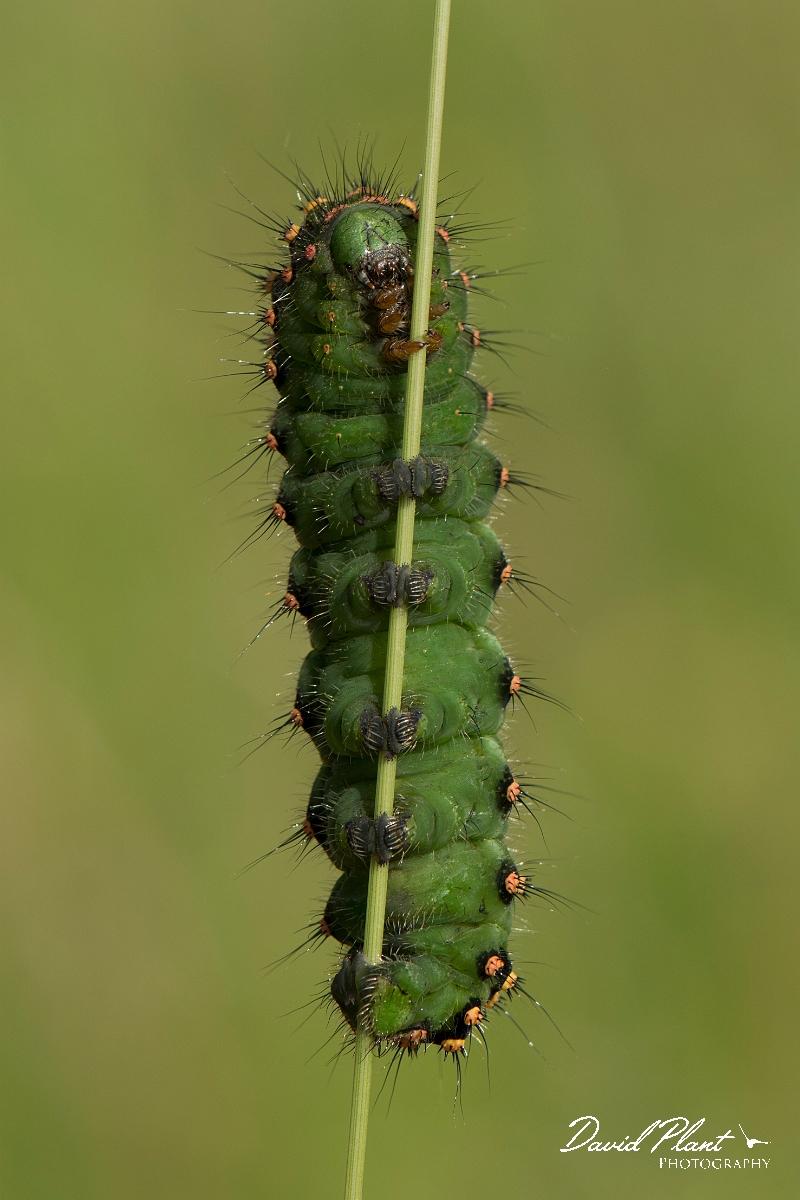 David Plant Photography - Wildlife Photography - Emperor moth - E.jpg - Emperor moth, Saturnia pavonia, caterpillar - Oxfordshire