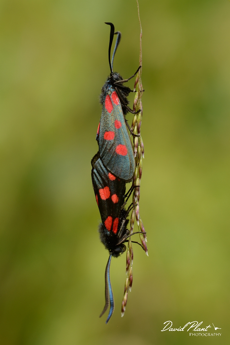 David Plant Photography - Wildlife Photography - Five-spot burnet - B.jpg - Five-spot burnet, Zygaena trifolii - Cambridgeshire