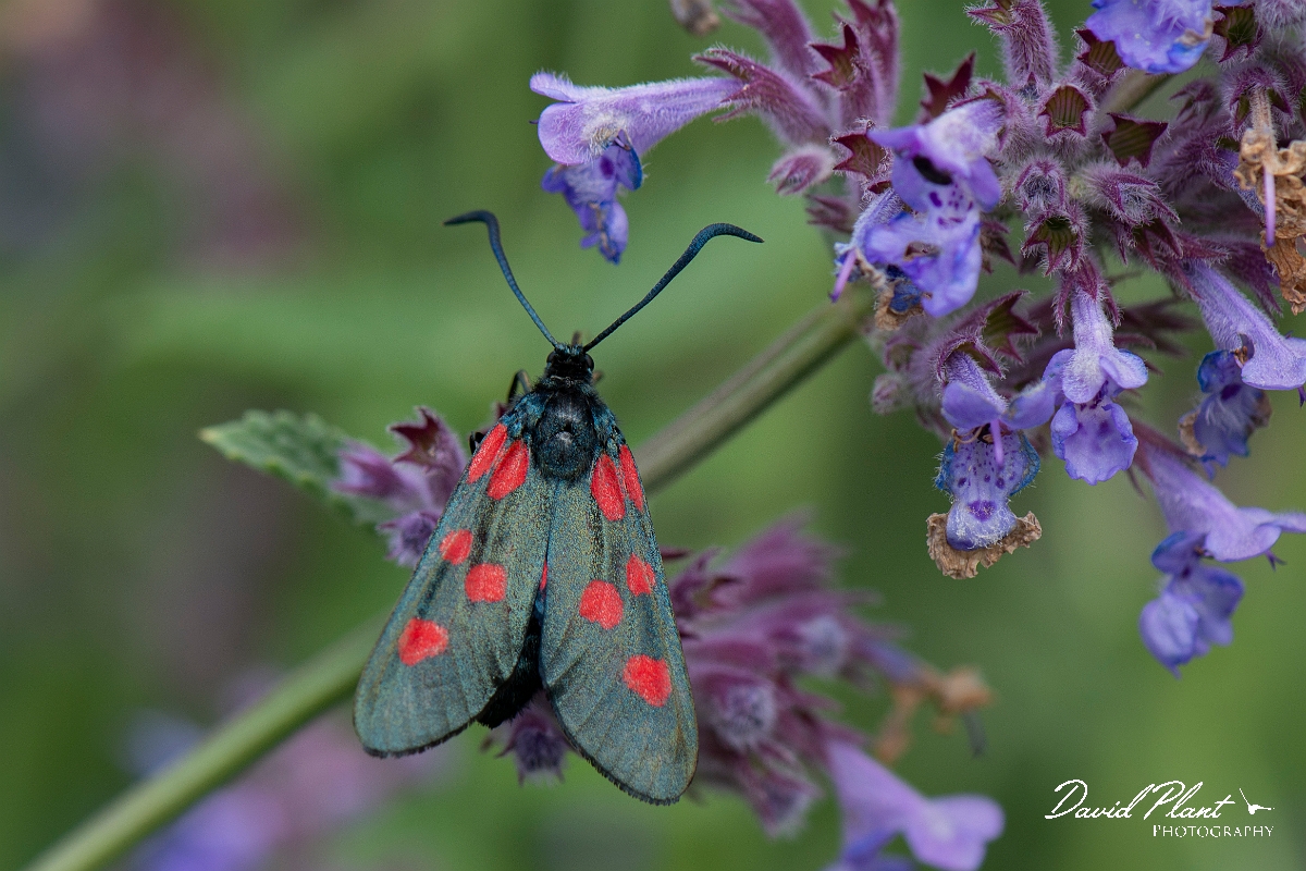 David Plant Photography - Wildlife Photography - Five-spot burnet - D.jpg - Five-spot burnet, Zygaena trifolii  - Cotswolds