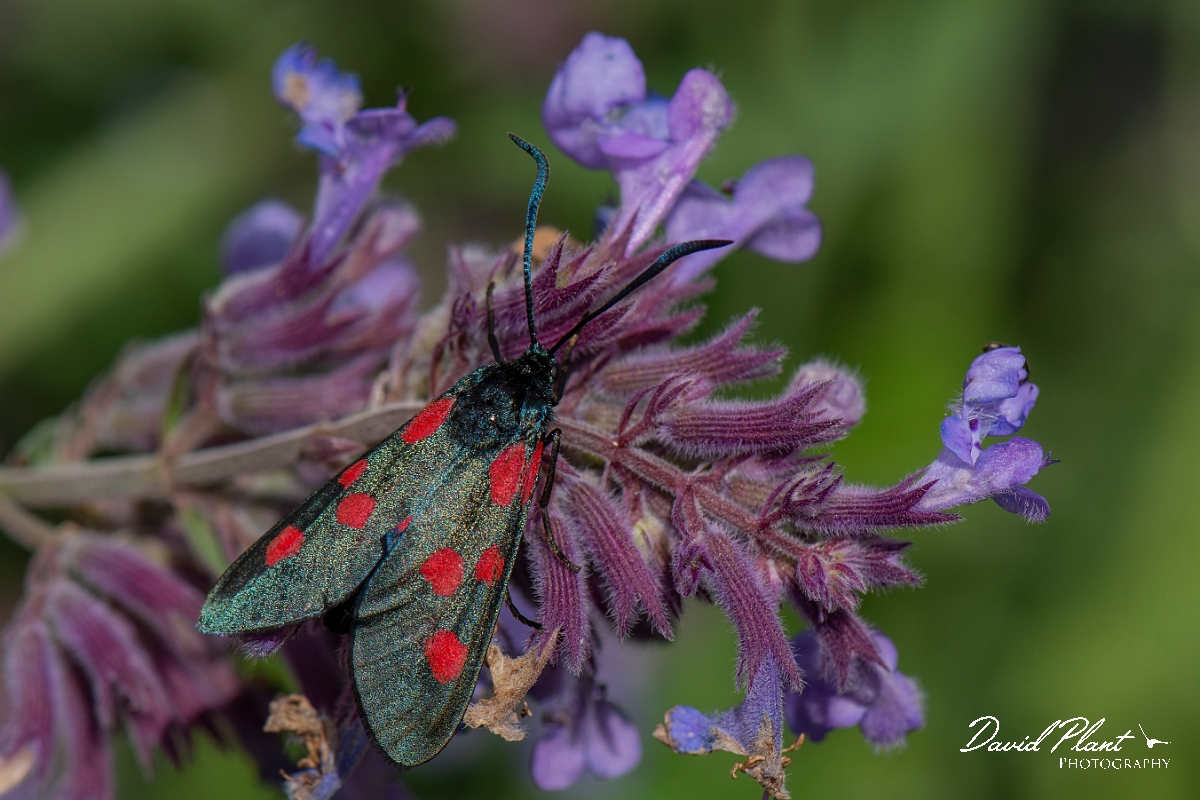 David Plant Photography - Wildlife Photography - Five-spot burnet - E.jpg - Five-spot burnet, Zygaena trifolii  - Cotswolds