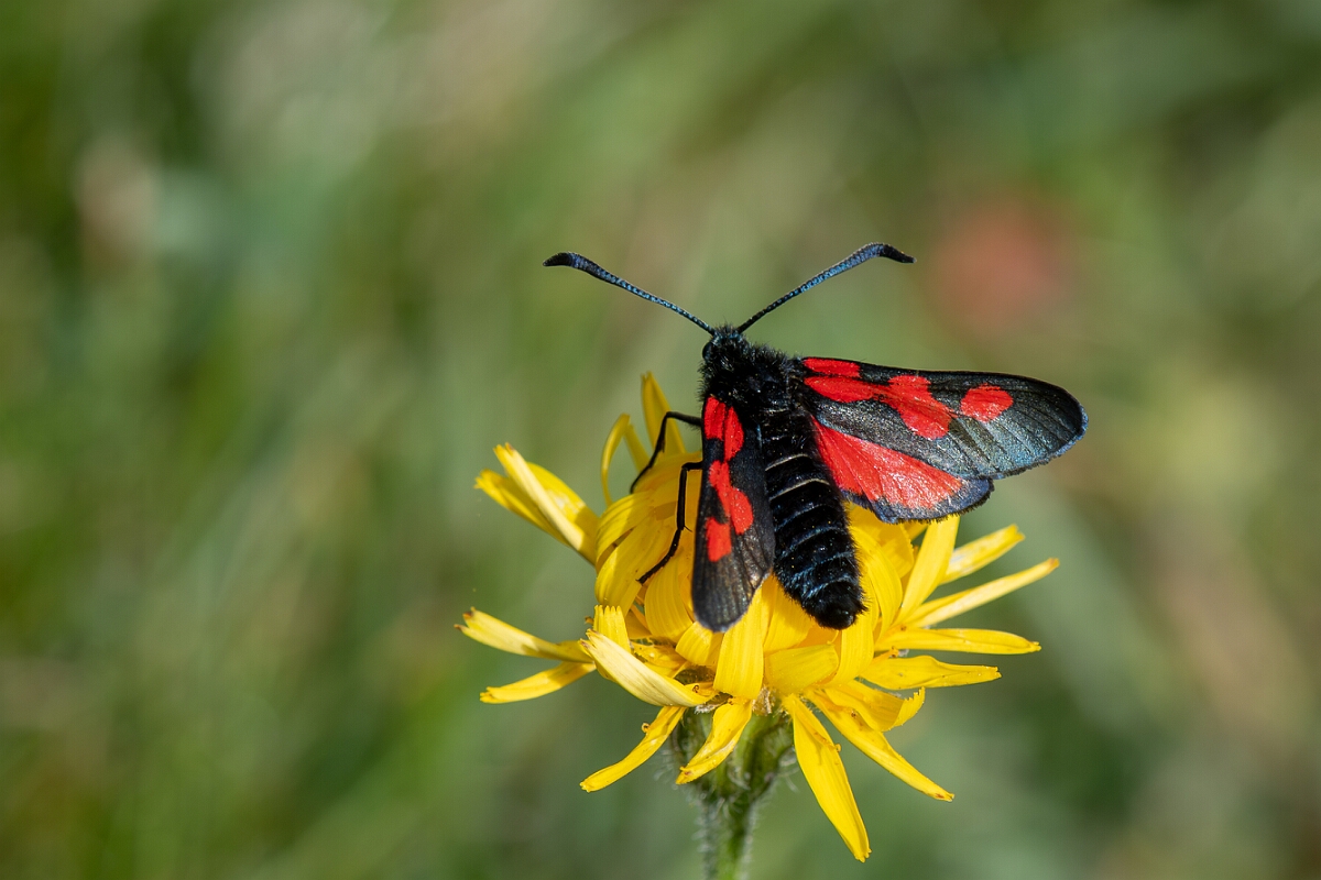 David Plant Photography - Wildlife Photography - Five-spot burnet - H.jpg - Five-spot burnet, Zygaena trifolii  - Wiltshire