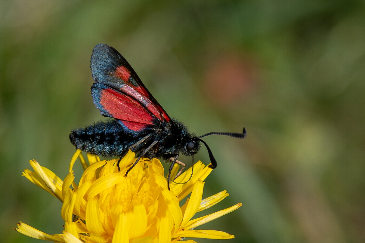 David Plant Photography - Wildlife Photography - Five-spot burnet - J.jpg - Five-spot burnet, Zygaena trifolii  - Wiltshire