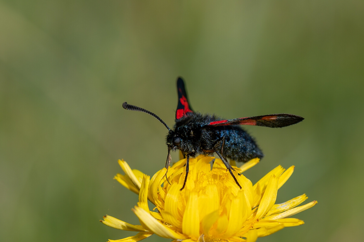 David Plant Photography - Wildlife Photography - Five-spot burnet - K.jpg - Five-spot burnet, Zygaena trifolii  - Wiltshire