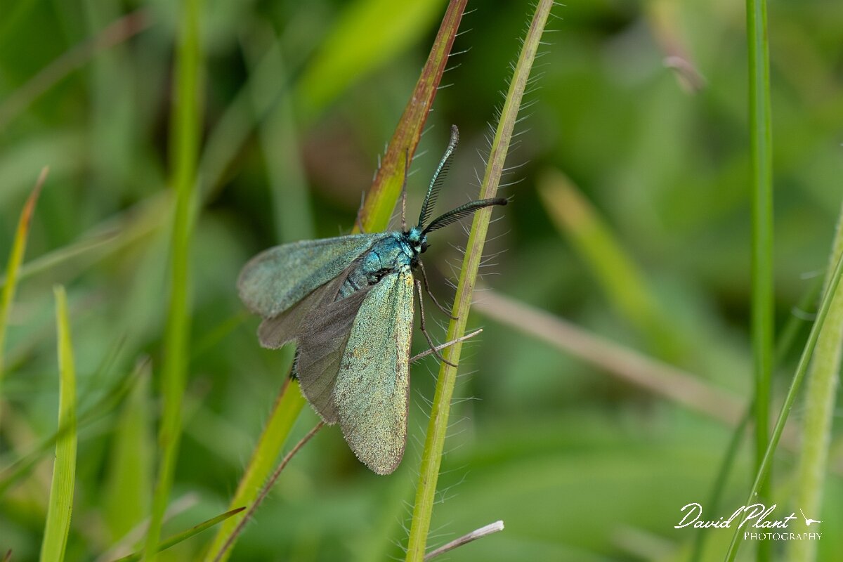 David Plant Photography - Wildlife Photography - Forester moth - A.jpg - Forester, Adscita statices - Gloucestershire