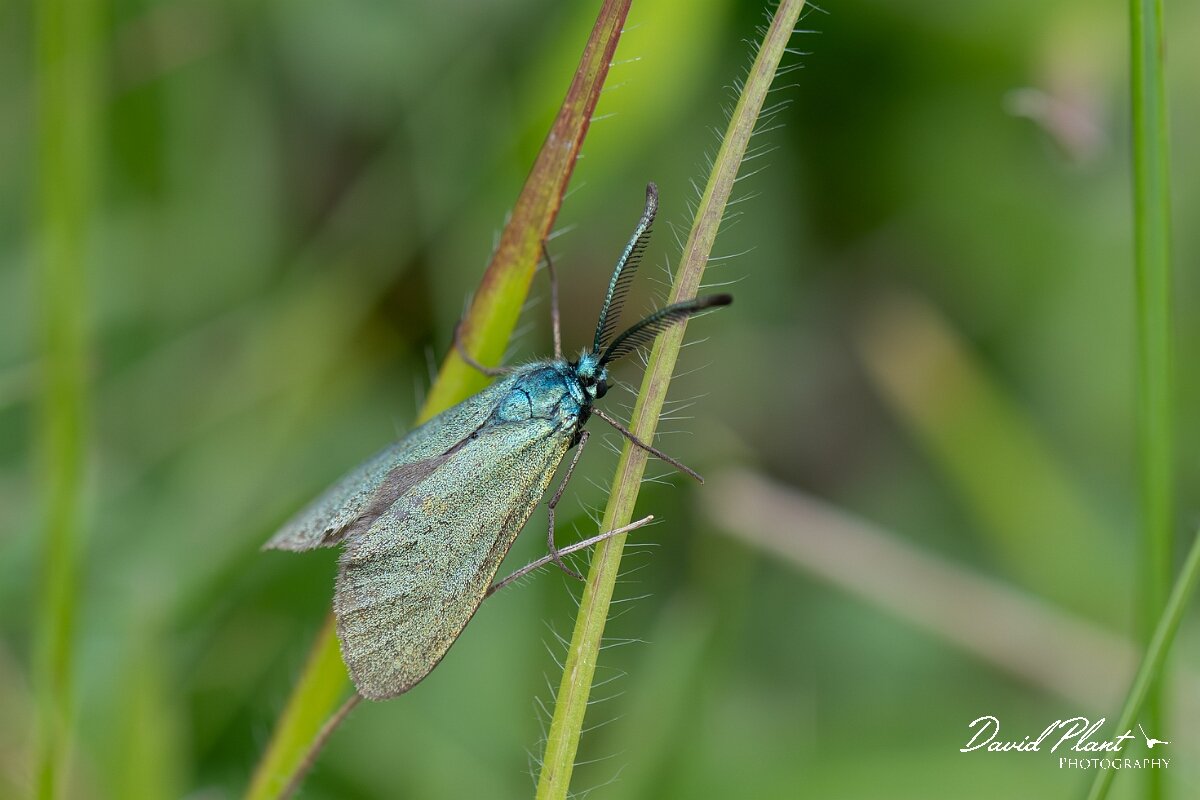 David Plant Photography - Wildlife Photography - Forester moth - B.jpg - Forester, Adscita statices - Gloucestershire