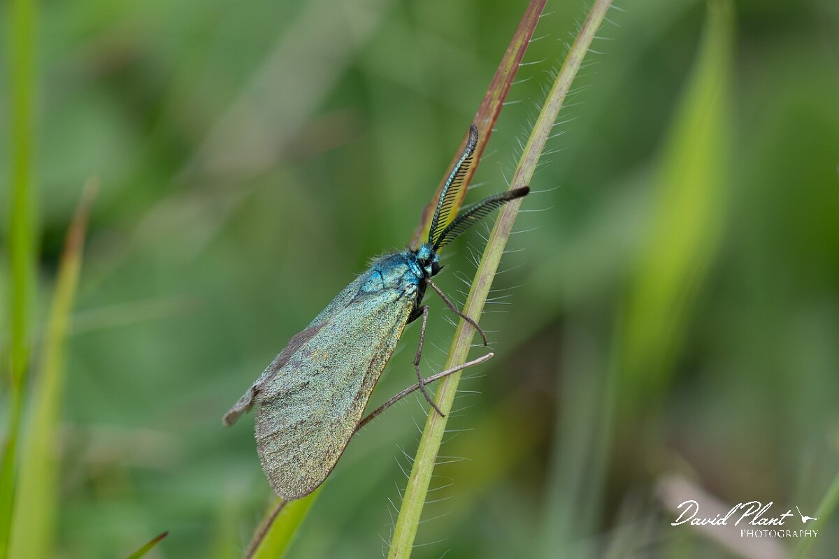 David Plant Photography - Wildlife Photography - Forester moth - D.jpg - Forester, Adscita statices - Gloucestershire