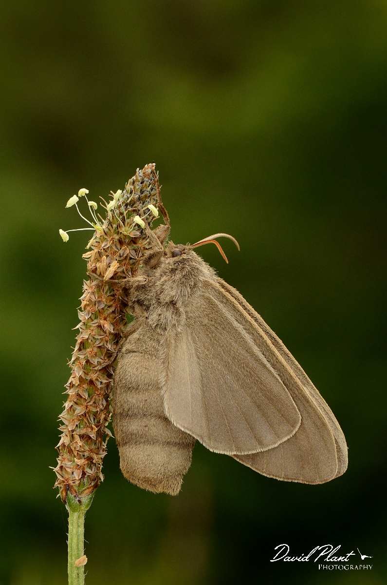 David Plant Photography - Wildlife Photography - Fox moth - A.jpg - Fox moth, Macrothylacia rubi, female - Rhondda Cynon Taf