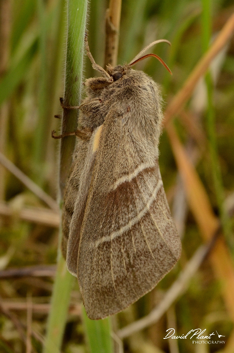 David Plant Photography - Wildlife Photography - Fox moth - B.jpg - Fox moth, Macrothylacia rubi, female - Rhondda Cynon Taf
