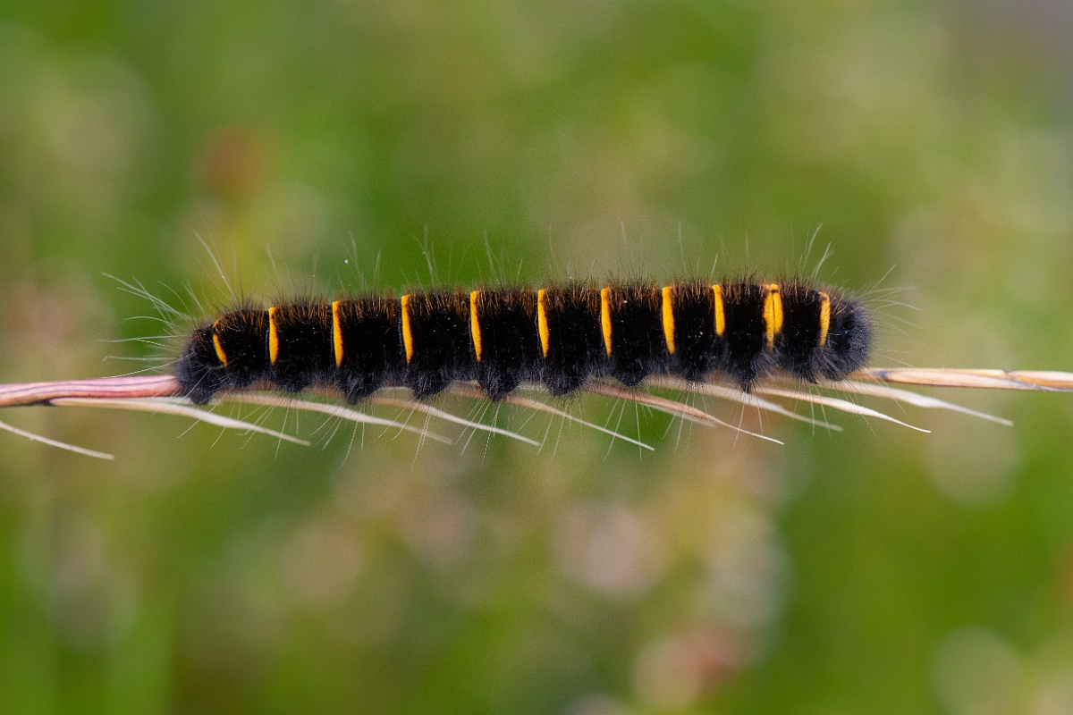 David Plant Photography - Wildlife Photography - Fox moth - C.JPG - Fox moth, Macrothylacia rubi, caterpillar - Perthshire