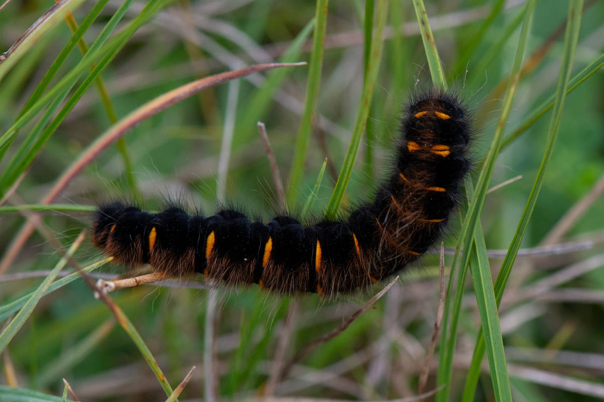 David Plant Photography - Wildlife Photography - Fox moth - D.JPG - Fox moth, Macrothylacia rubi, caterpillar - Inverness-shire