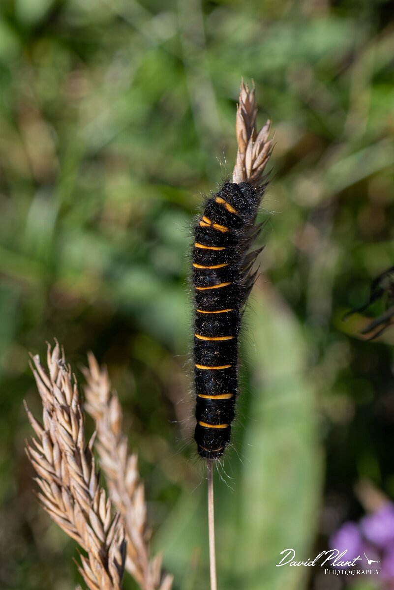 David Plant Photography - Wildlife Photography - Fox moth - F.jpg - Fox moth, Macrothylacia rubi, caterpillar - Angelsey