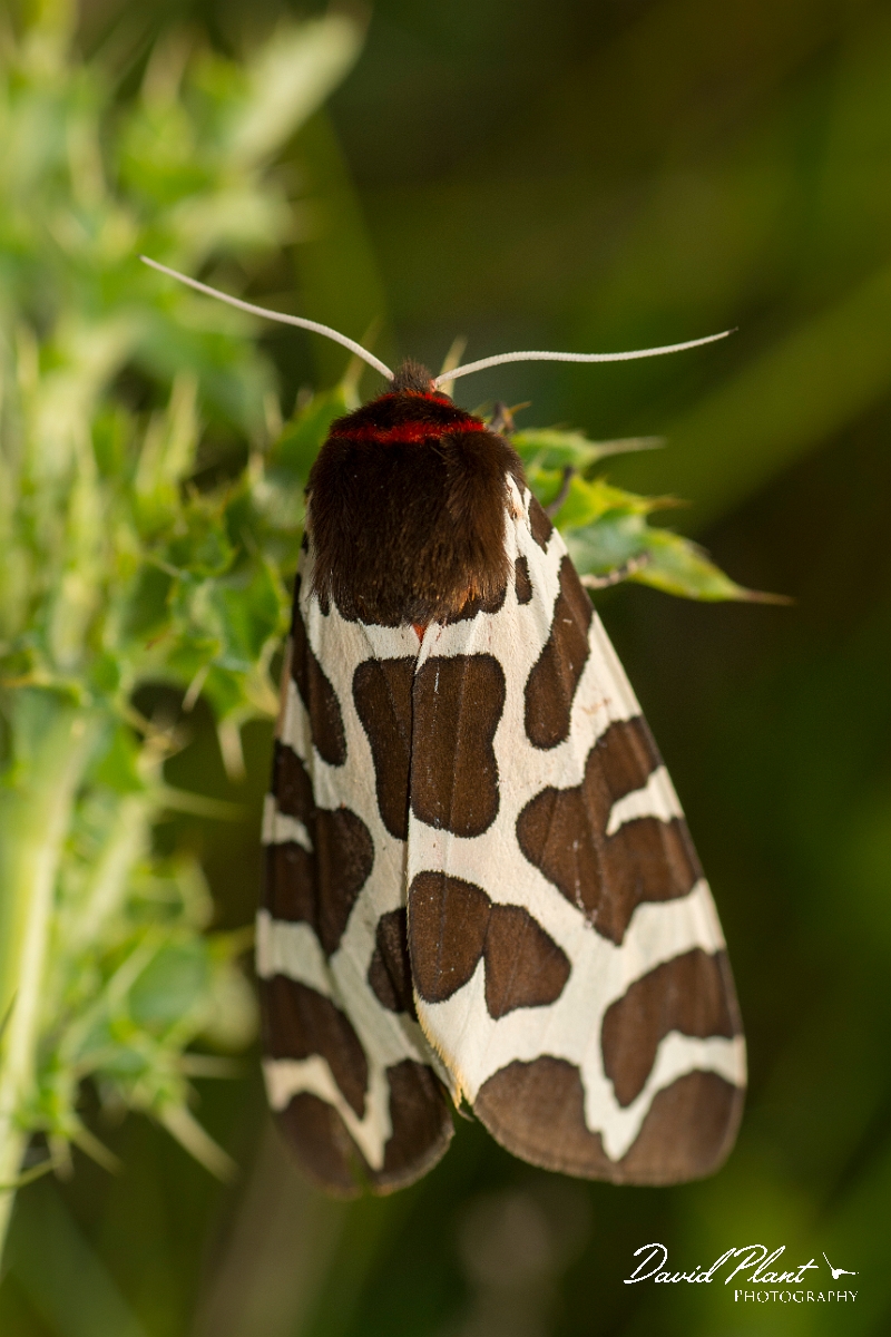 David Plant Photography - Wildlife Photography - Garden tiger - A.jpg - Garden tiger, Arctia caja - Northumberland